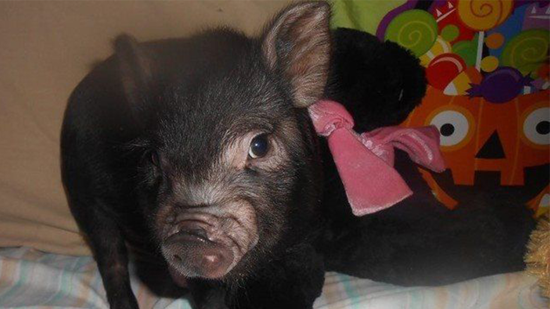 black baby pig looking at the camera